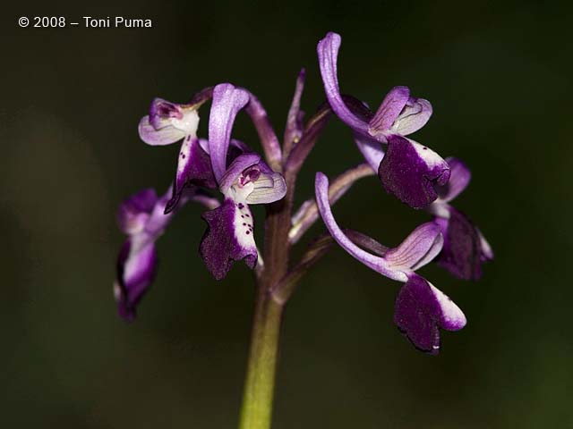 Orchis longicornu